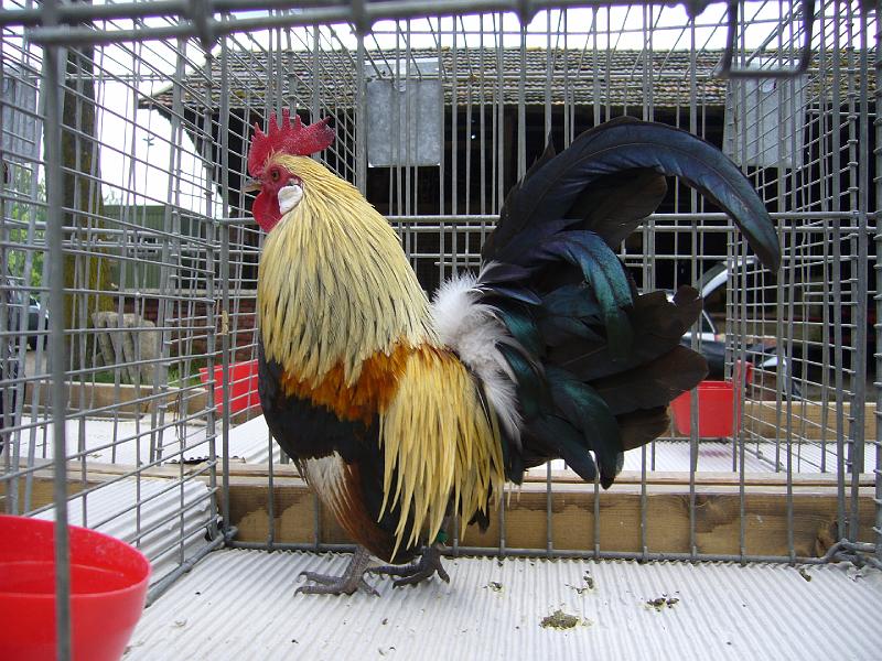 Haehnewettkraehen der Kreisjugend des Kreisverbandes Guetersloh 065.jpg - Hähnewettkrähen des Kreisverbandes Gütersloh in Langenberg auf dem Hofe Großelohmann